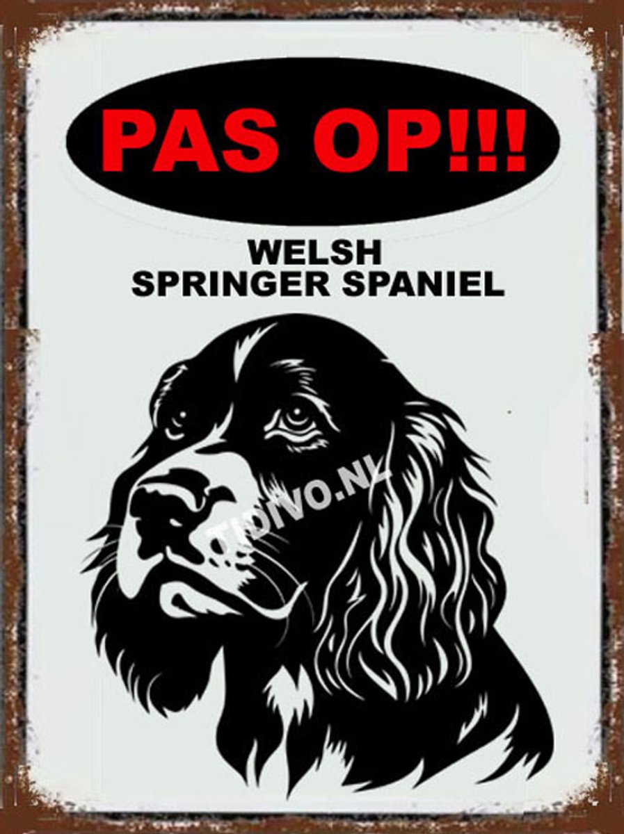 Welsh Springer Spaniel 17