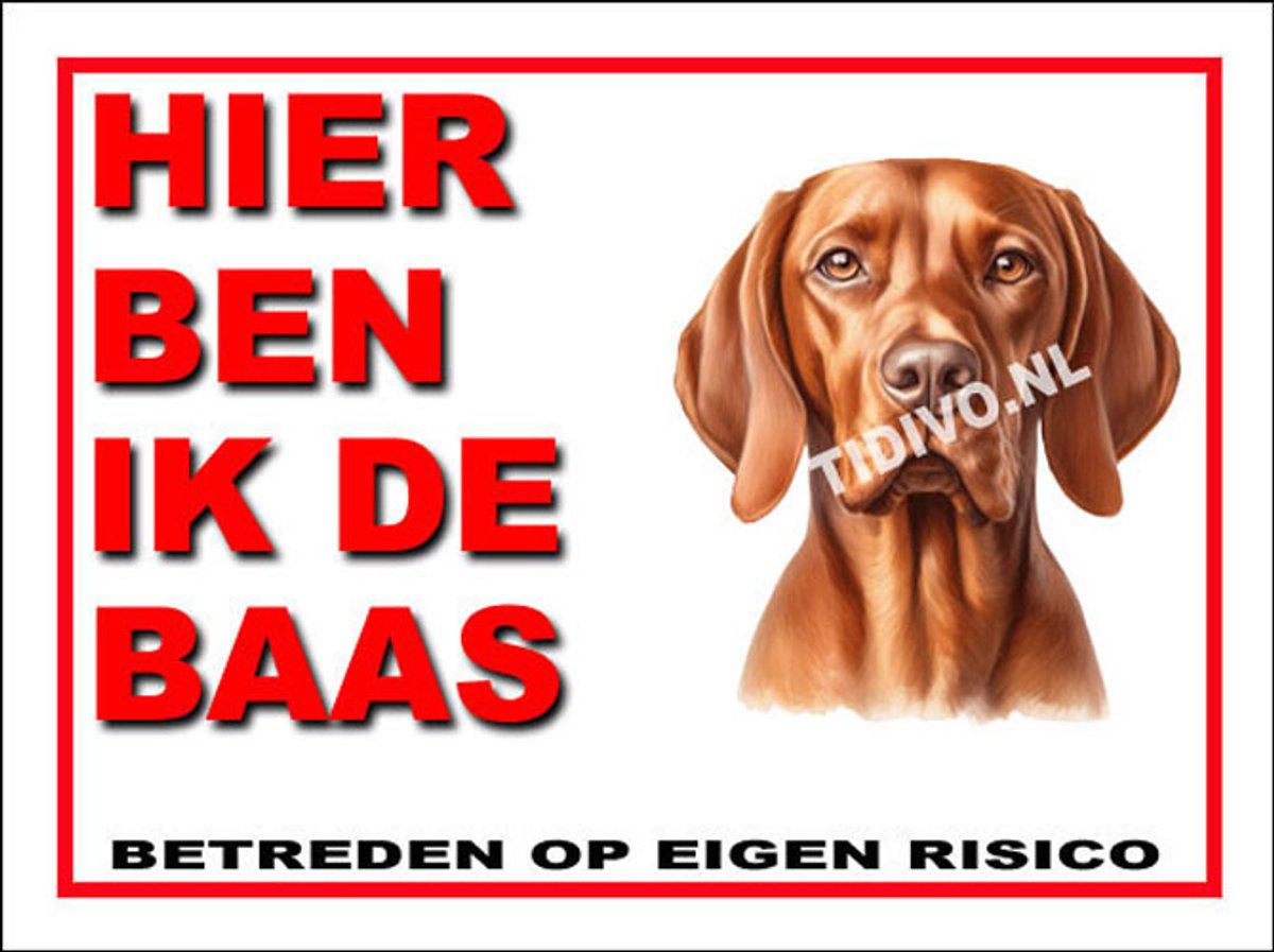 Vizsla 2