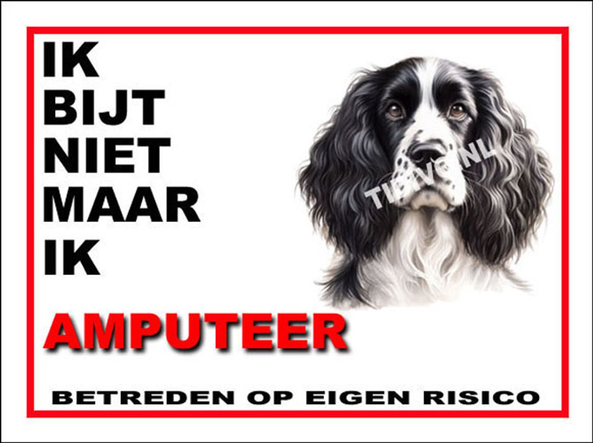 Engelse Springer Spaniel 5
