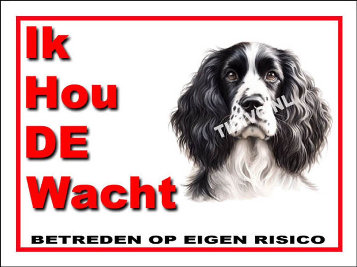 Engelse Springer Spaniel 7