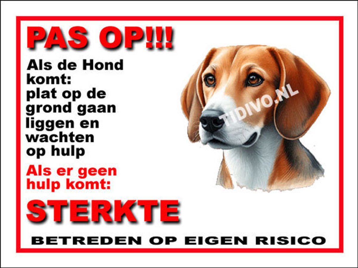 Engelse Foxhound 12