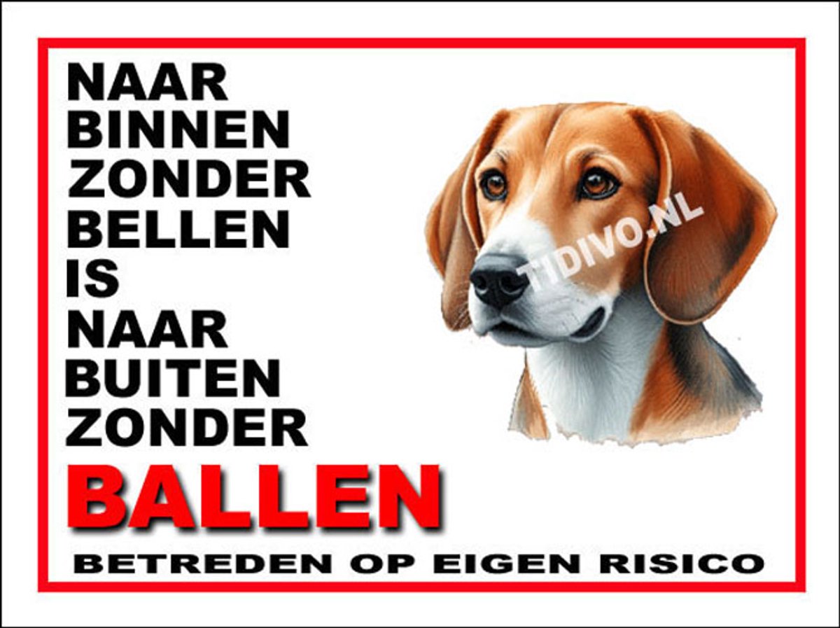 Engelse Foxhound 11
