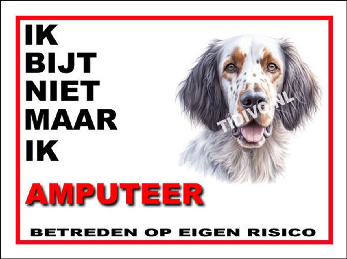 Engelse Setter 5
