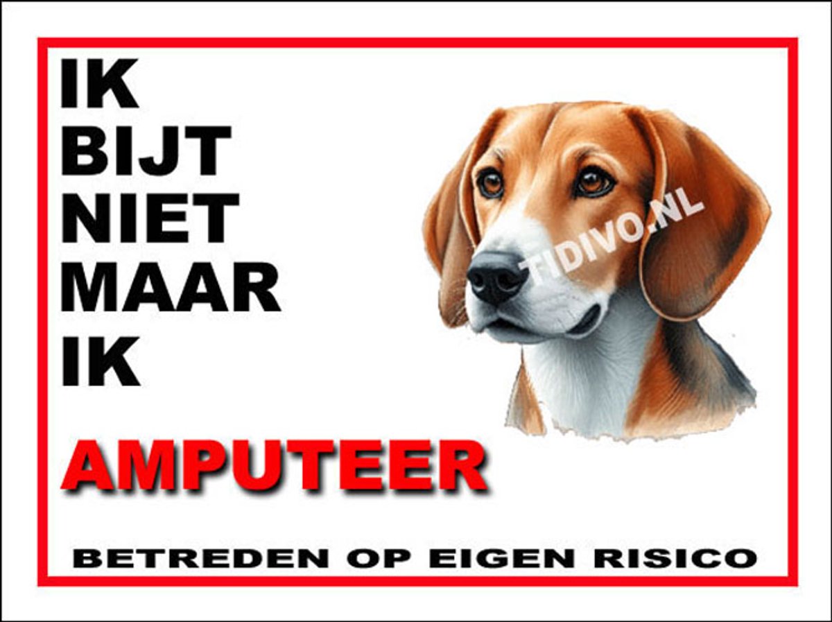 Engelse Foxhound 5