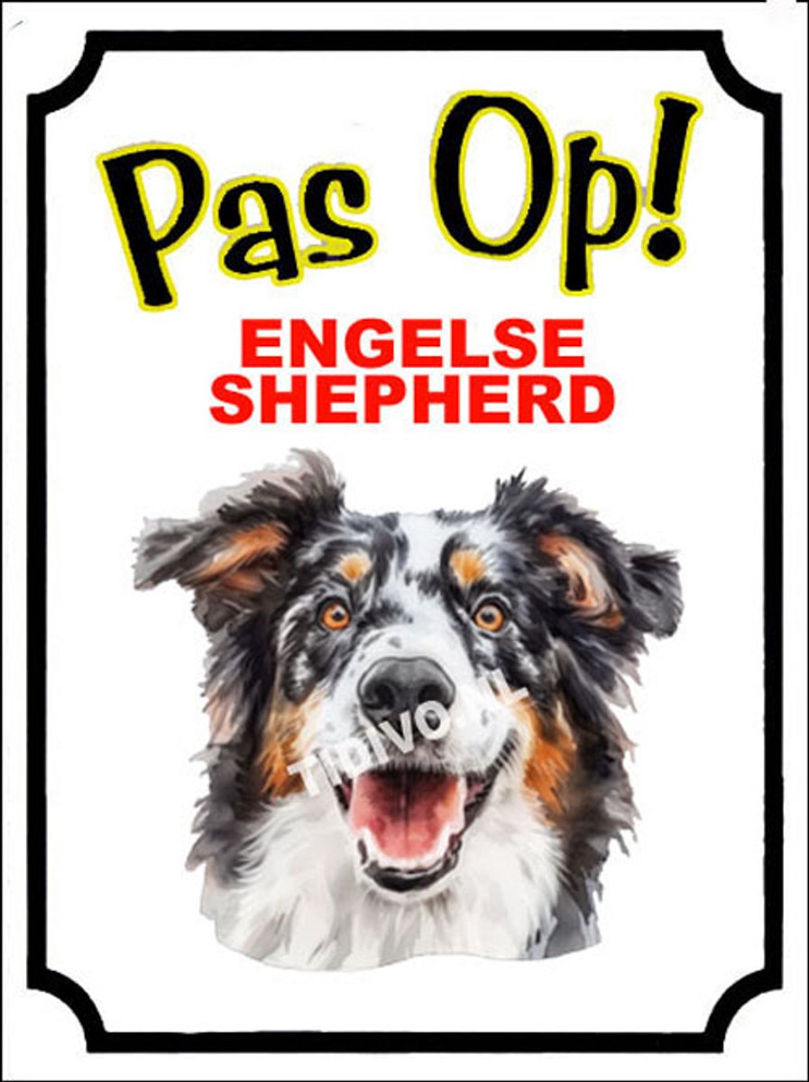 Engelse Shepherd 16
