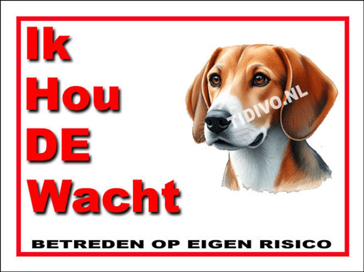 Engelse Foxhound 7