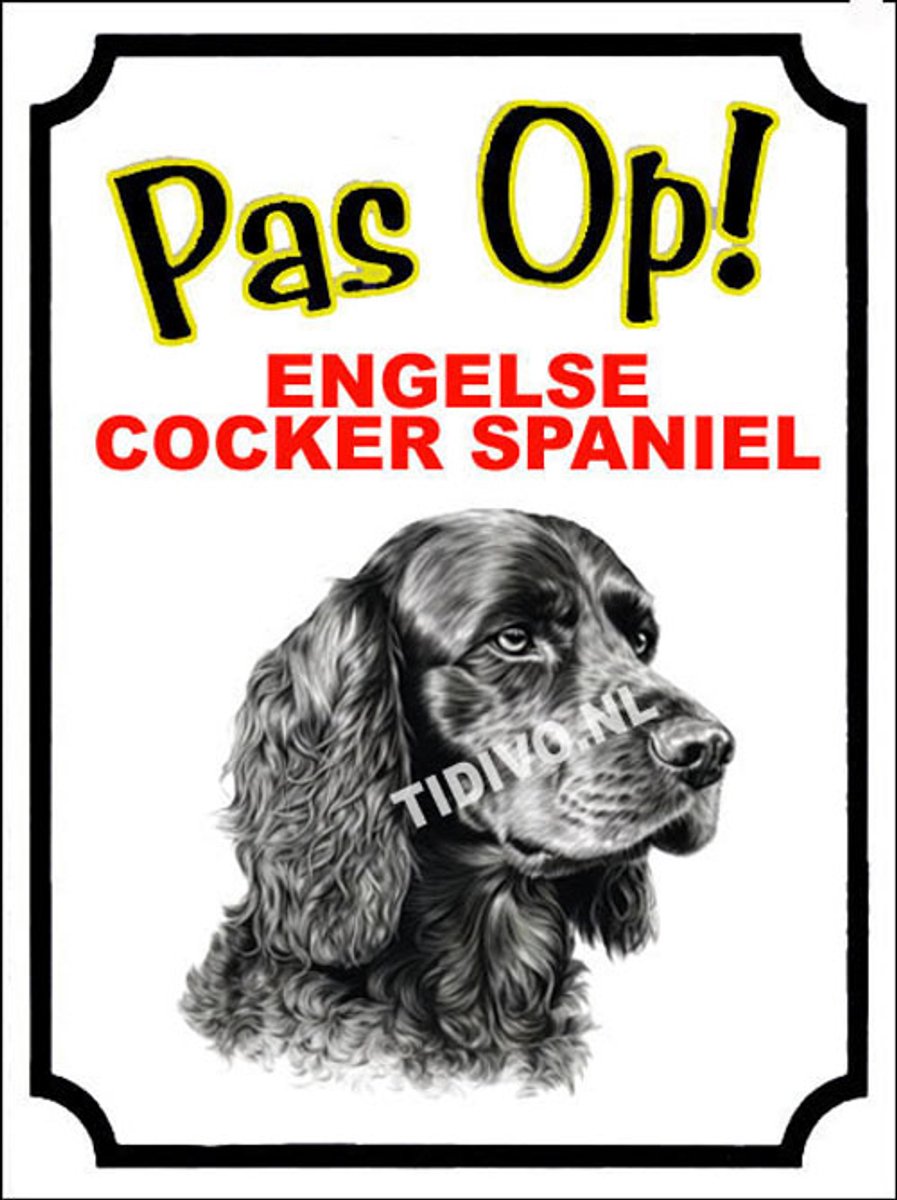 Engelse Cocker Spaniel 16