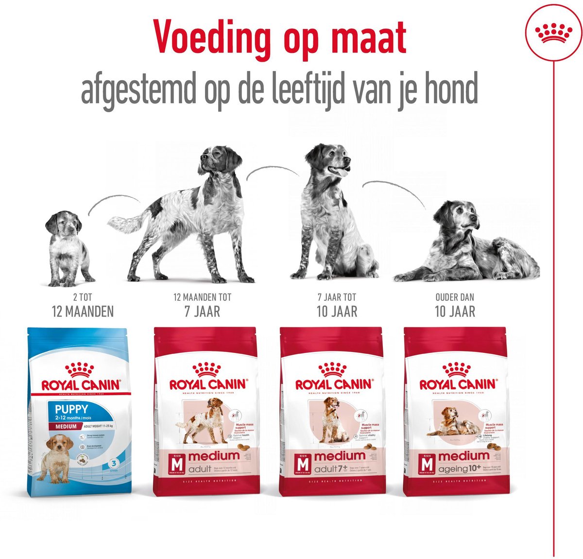 Royal Canin Medium Adult - Voeding voor volwassen middelgrote honden thumbnail 3