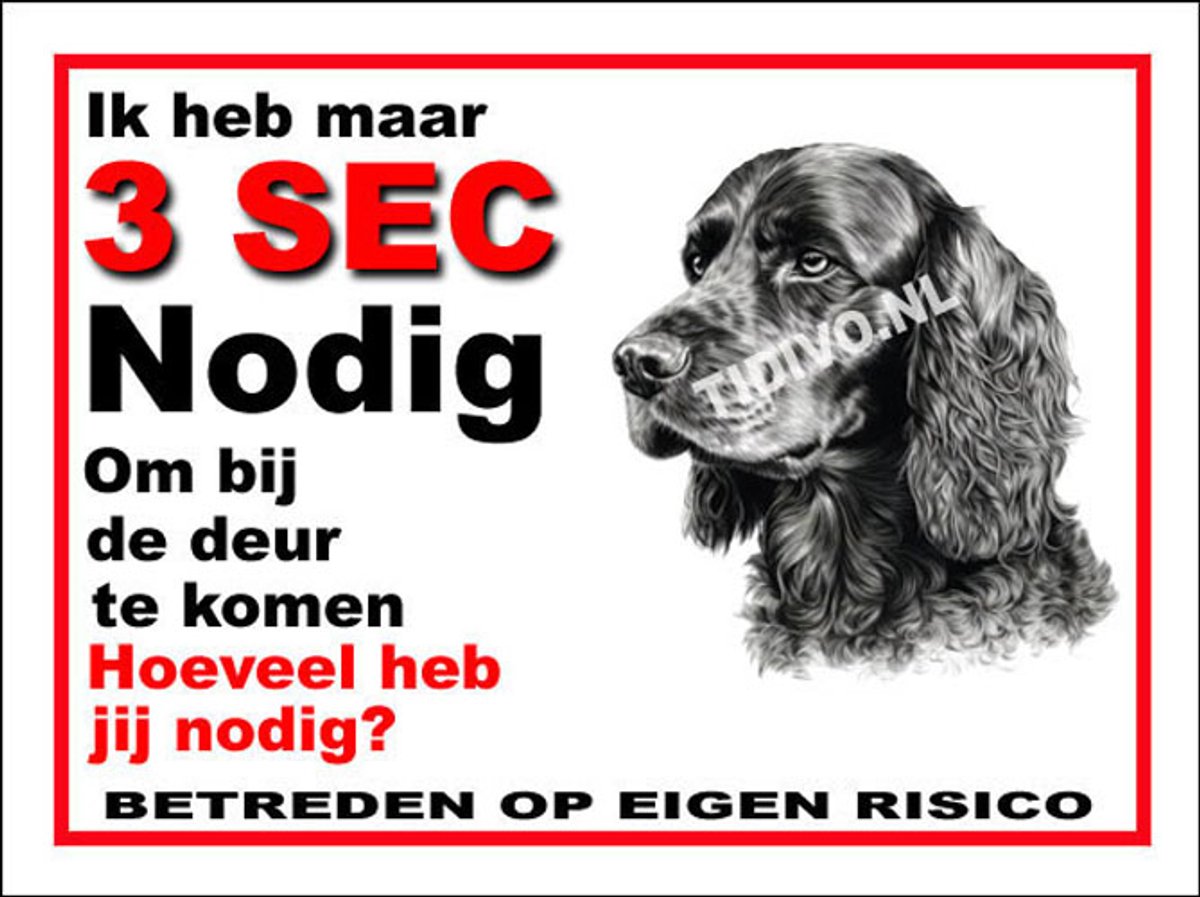 Engelse Cocker Spaniel 6