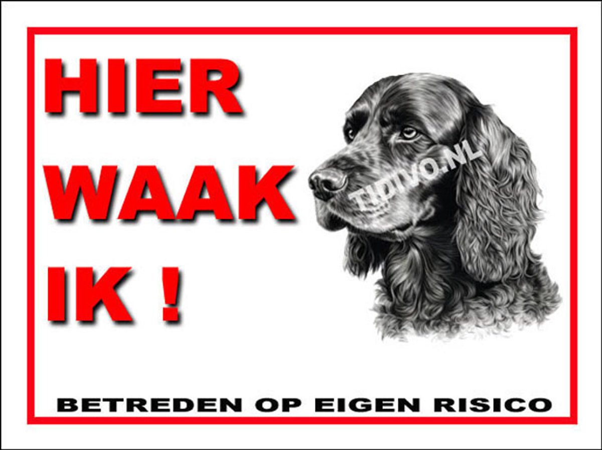 Engelse Cocker Spaniel 3