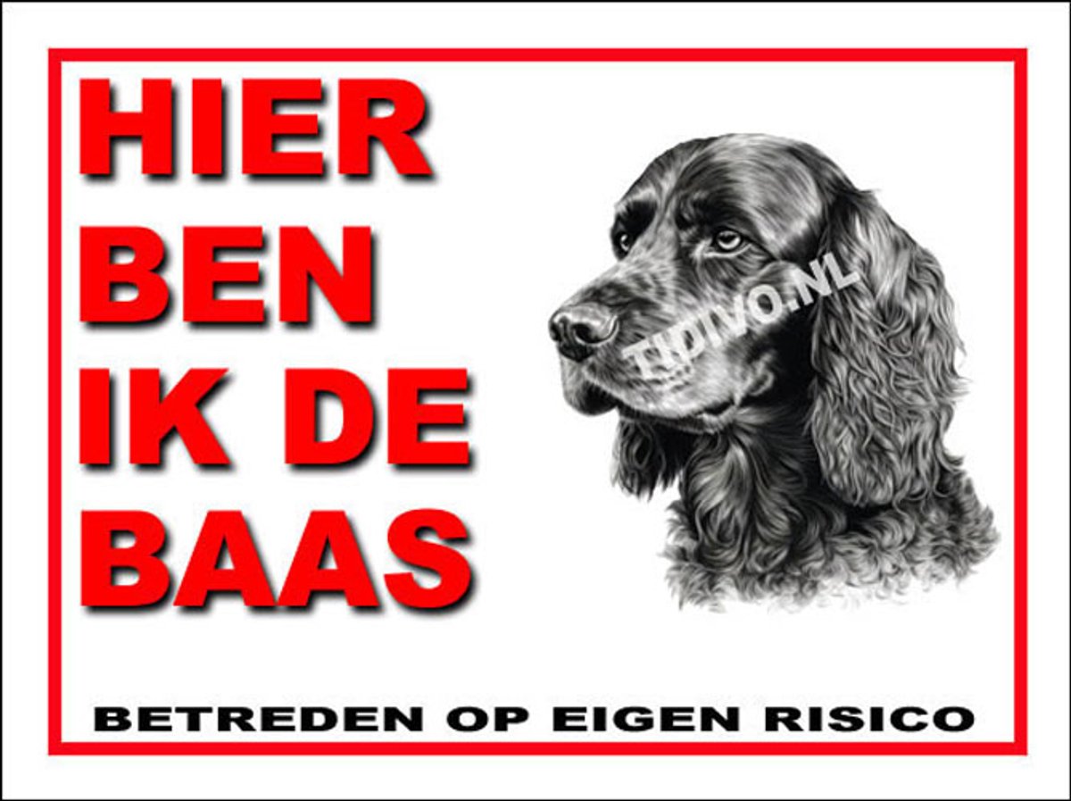 Engelse Cocker Spaniel 2