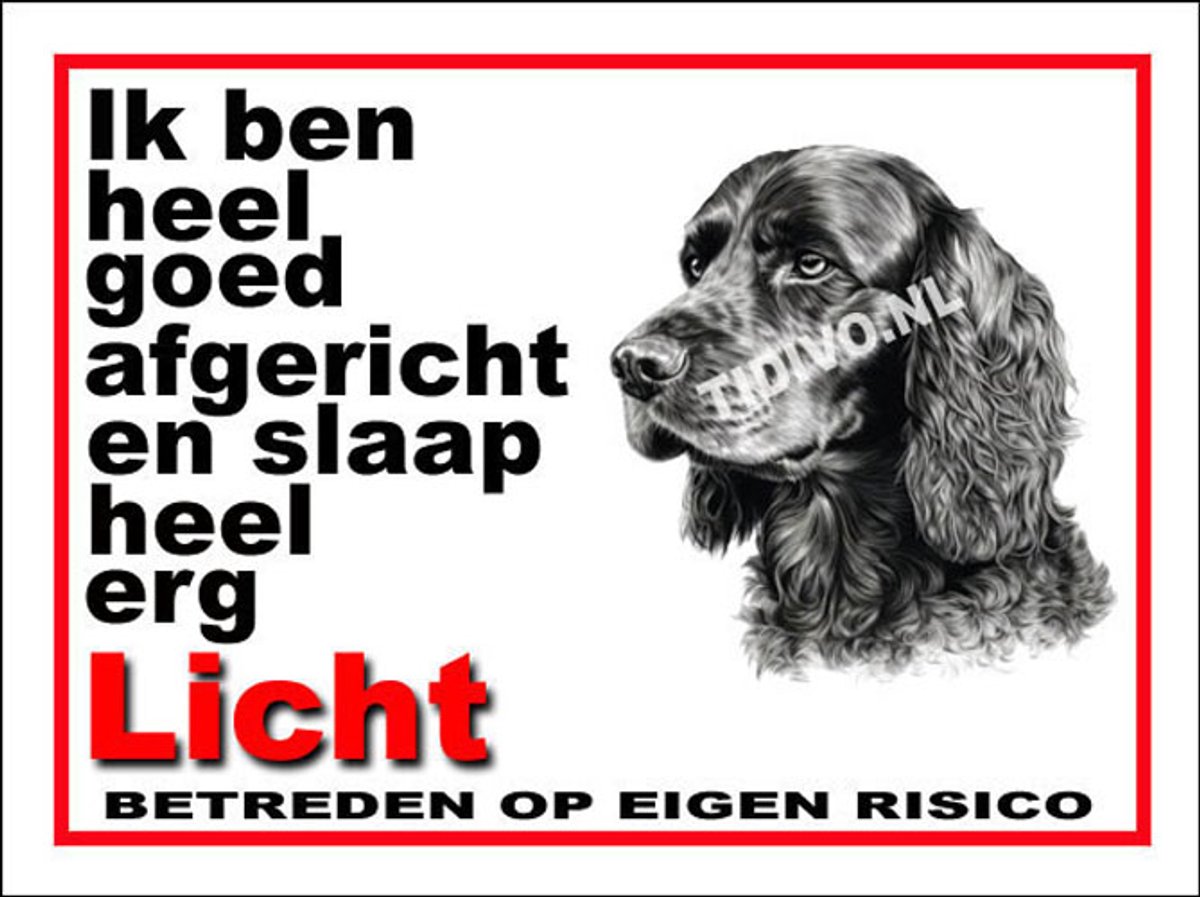 Engelse Cocker Spaniel 4