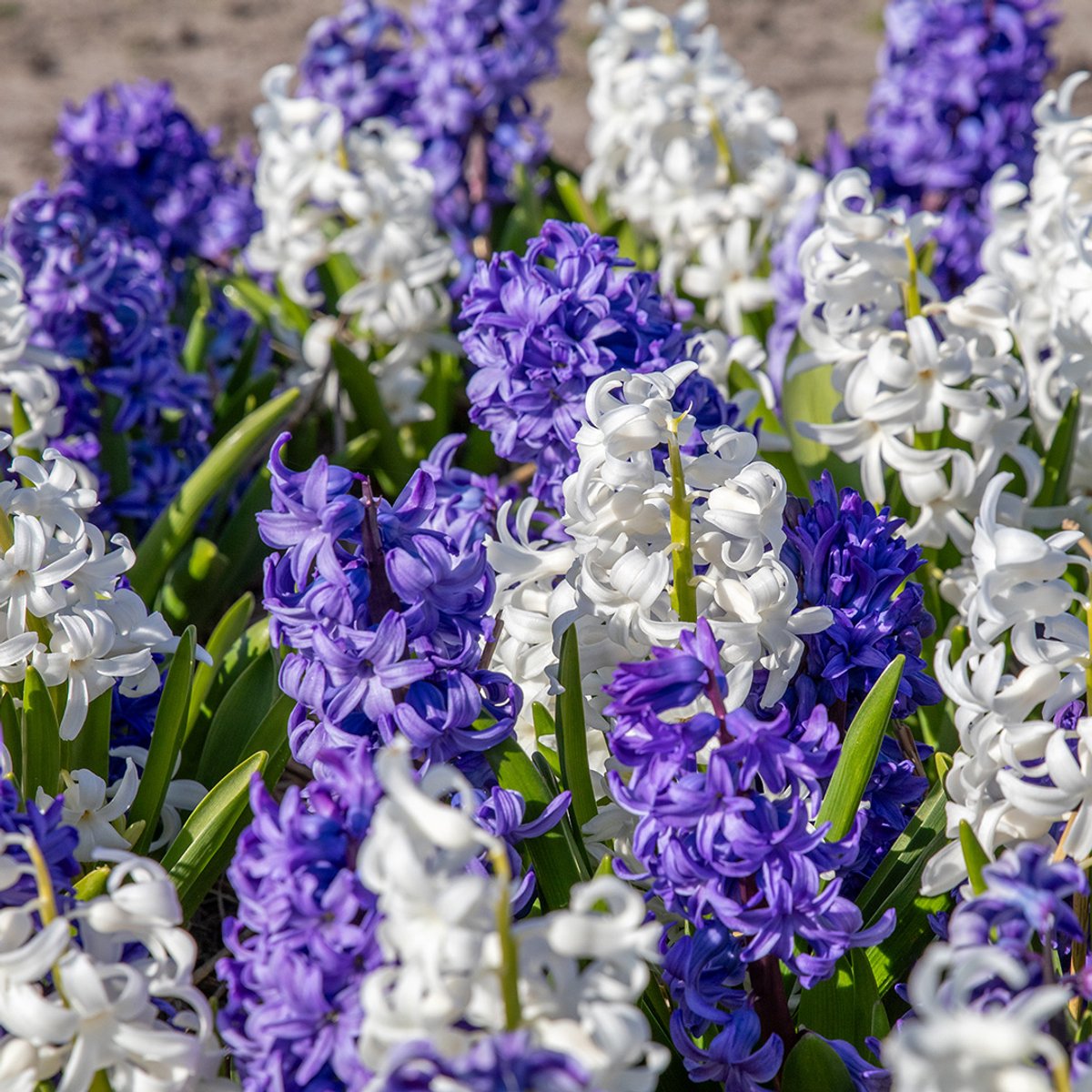Hyacint Blauw wit gemengd | 5 stuks | Blauw | Wit | Hyacintenbollen