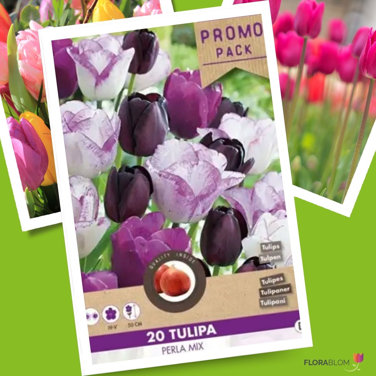 Tulp (Tulipa) - en Perla Mix - Snijbloemen - Voorjaarsbollen - bloeit in Maart / April / Mei