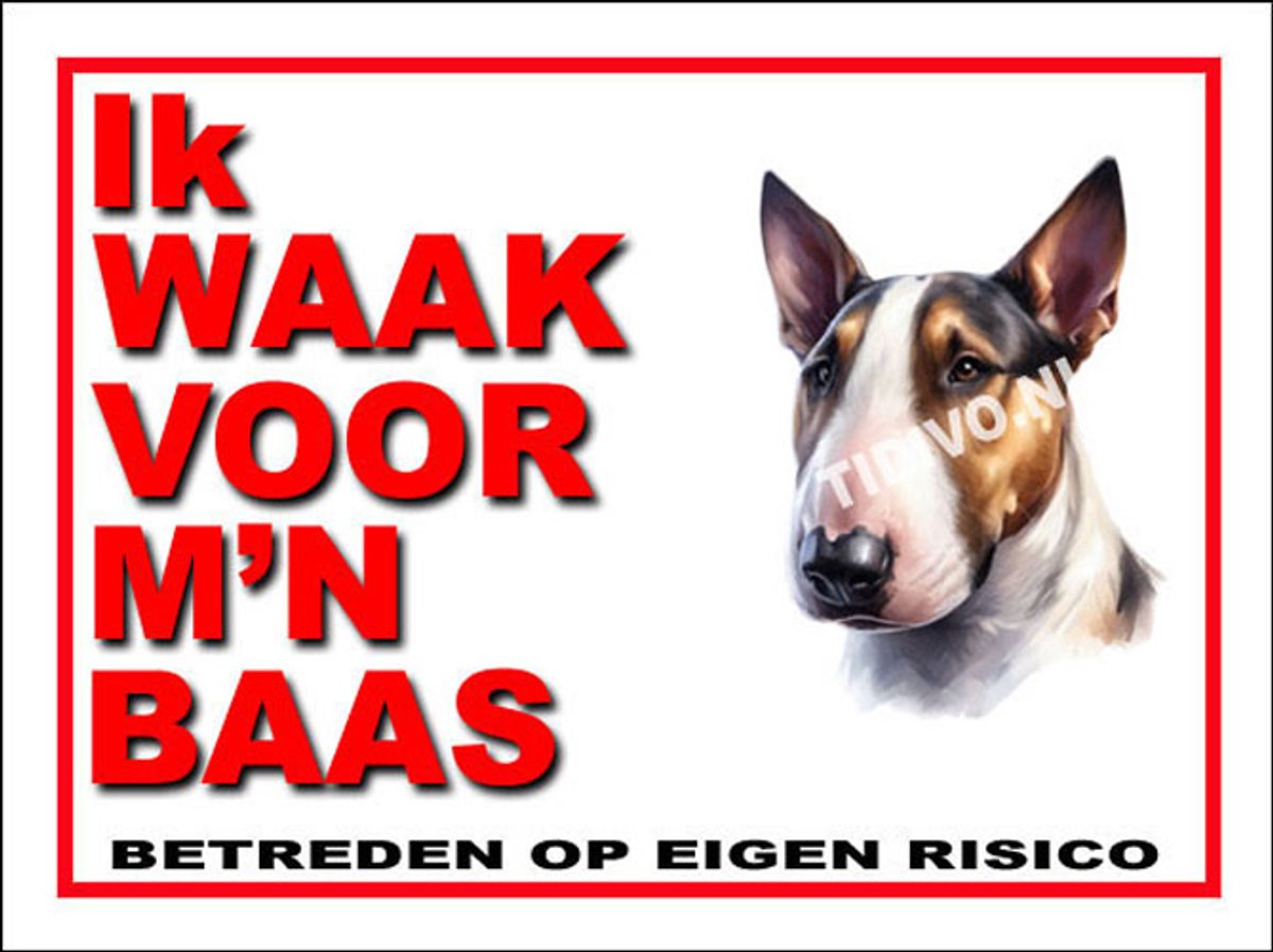 Bull Terrier 9