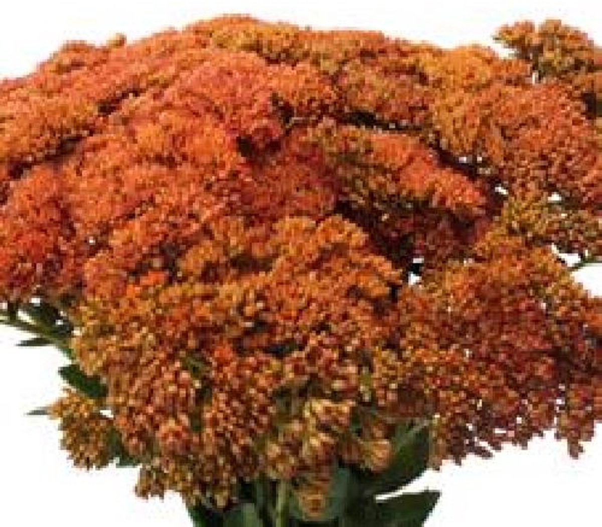 25x Sedum apricot 50cm