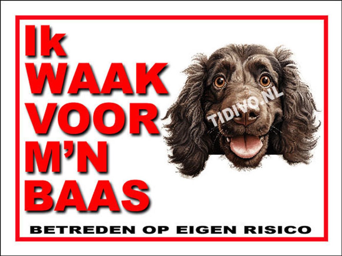 Boykin Spaniel 9