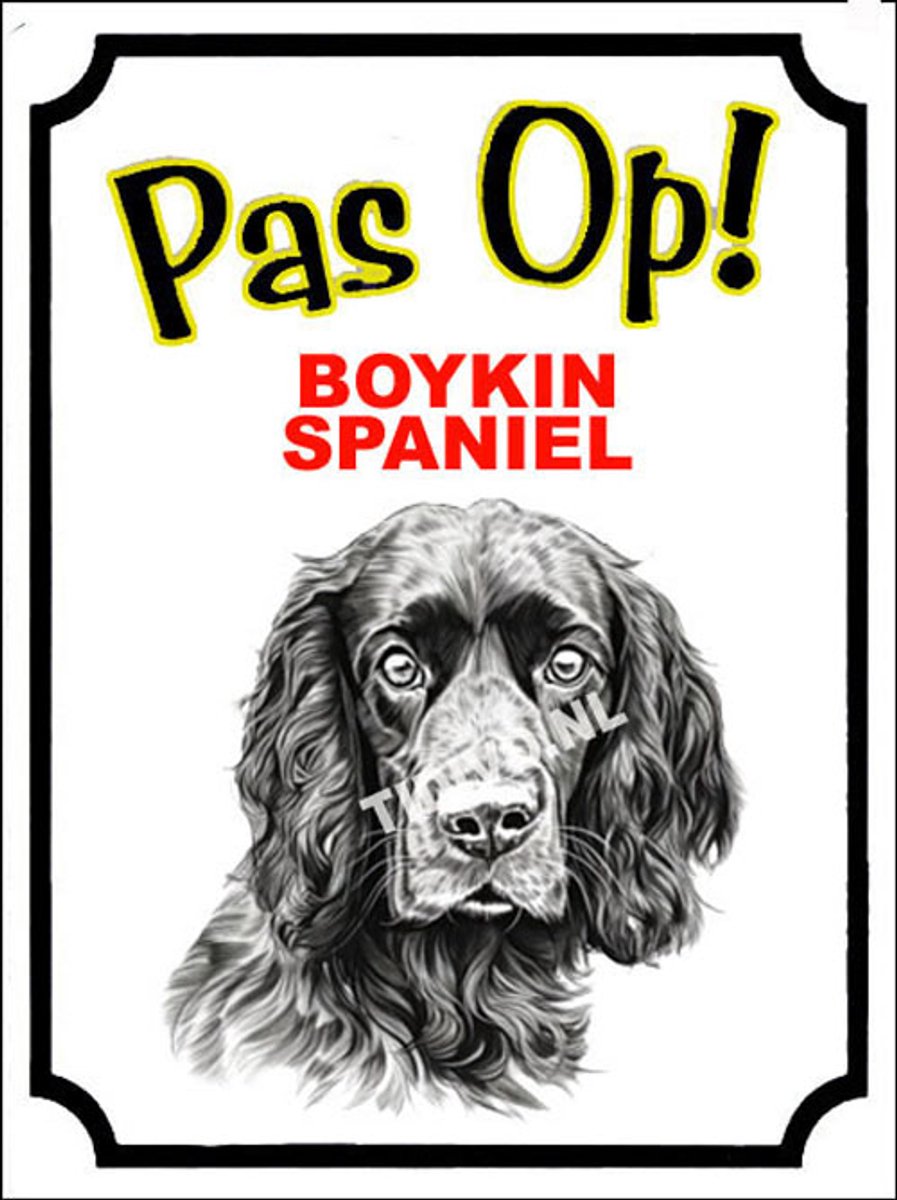 Boykin Spaniel 16