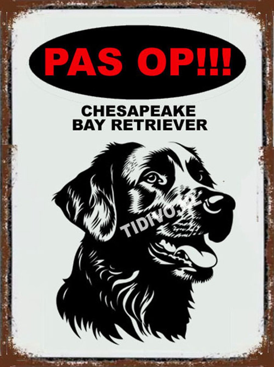 Chesapeake Bay Retriever 17