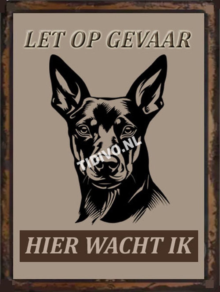Duitse Pinscher 18