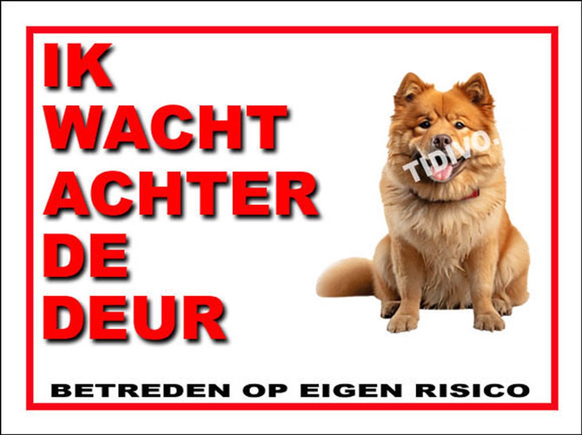 Chow Chow 10
