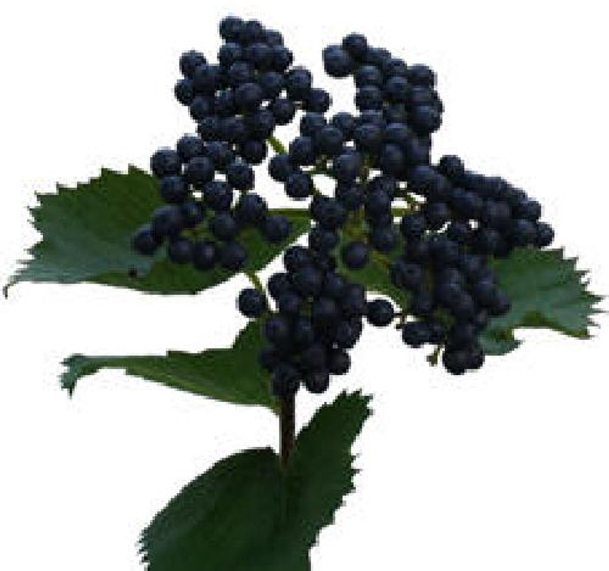 5x Vibur.dark blue hermania 60cm