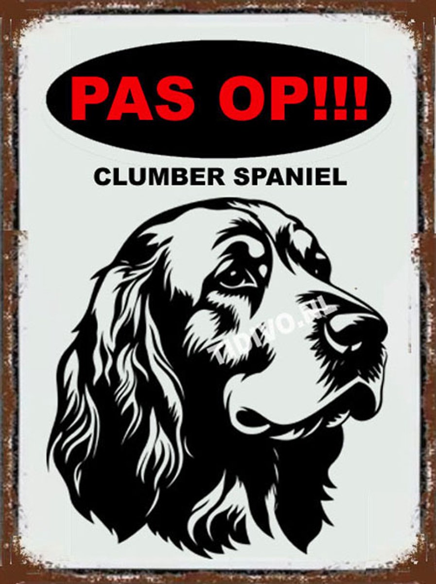 Clumber Spaniel 17