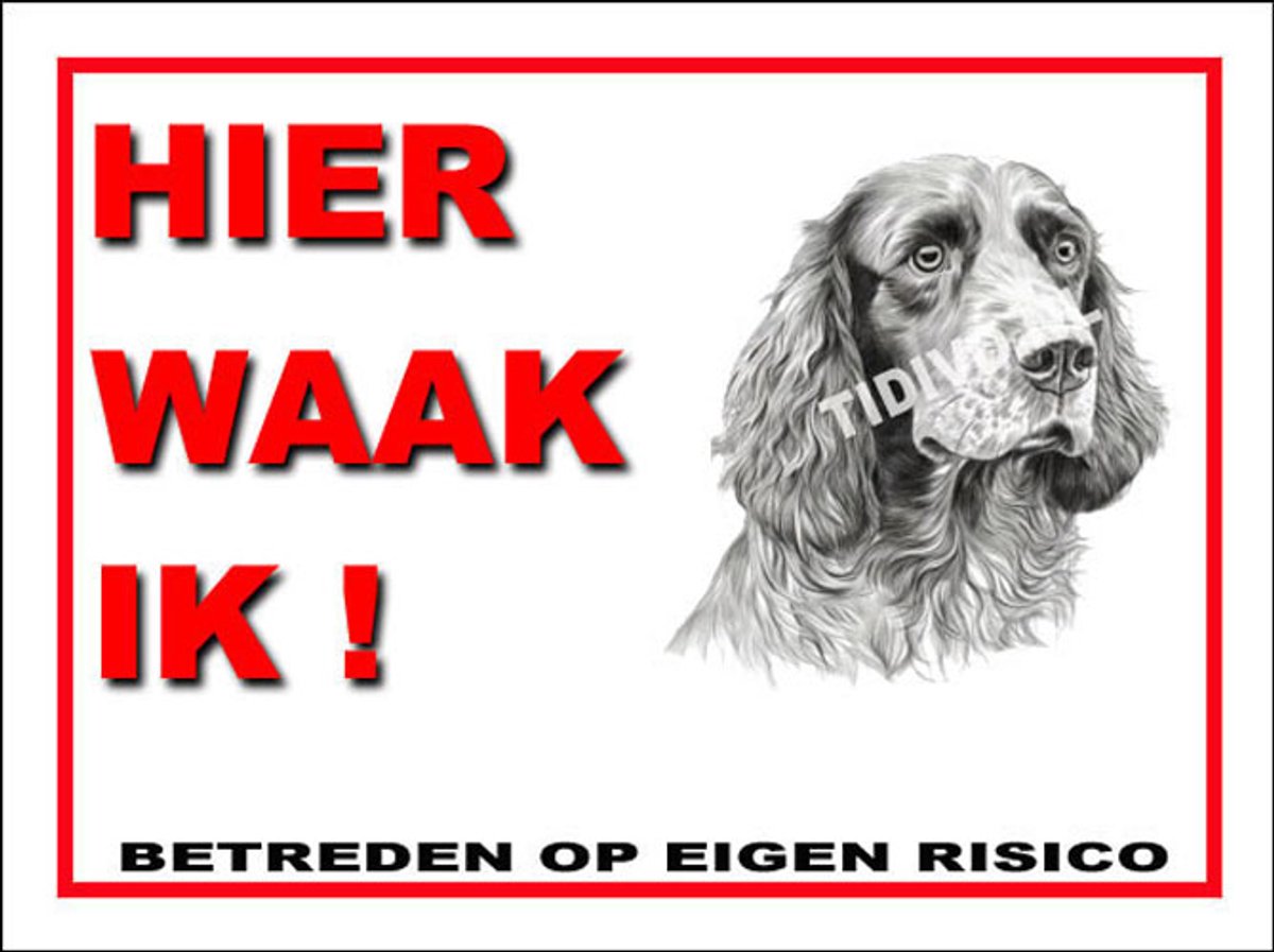Clumber Spaniel 3