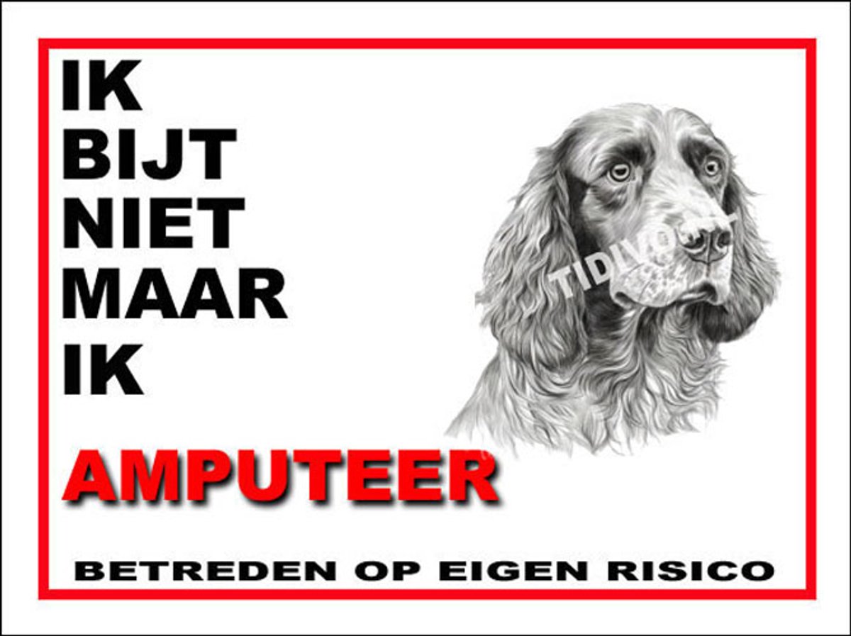 Clumber Spaniel 5