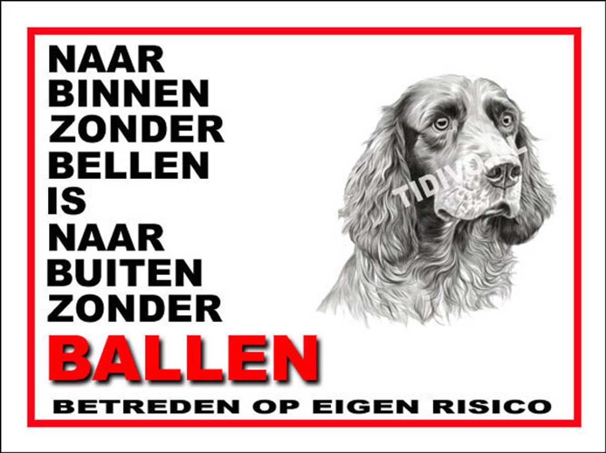 Clumber Spaniel 11