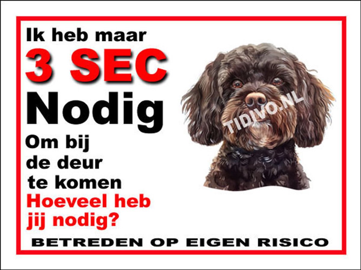 Cavapoo 6