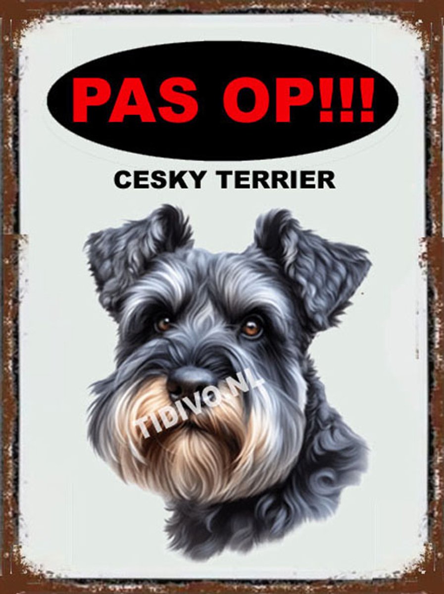 Cesky Terrier 17