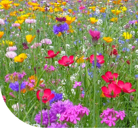 MRS Bloemenweide met Graszaad - 1 kg voor 300 m² - 38 bloem- en grassoorten - één en meerjarige wilde bloemen - Hoge aantrekkingskracht op bijen en vlinders