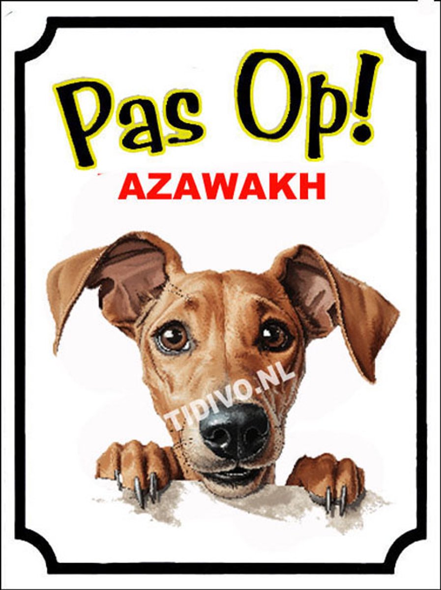 Azawakh 16
