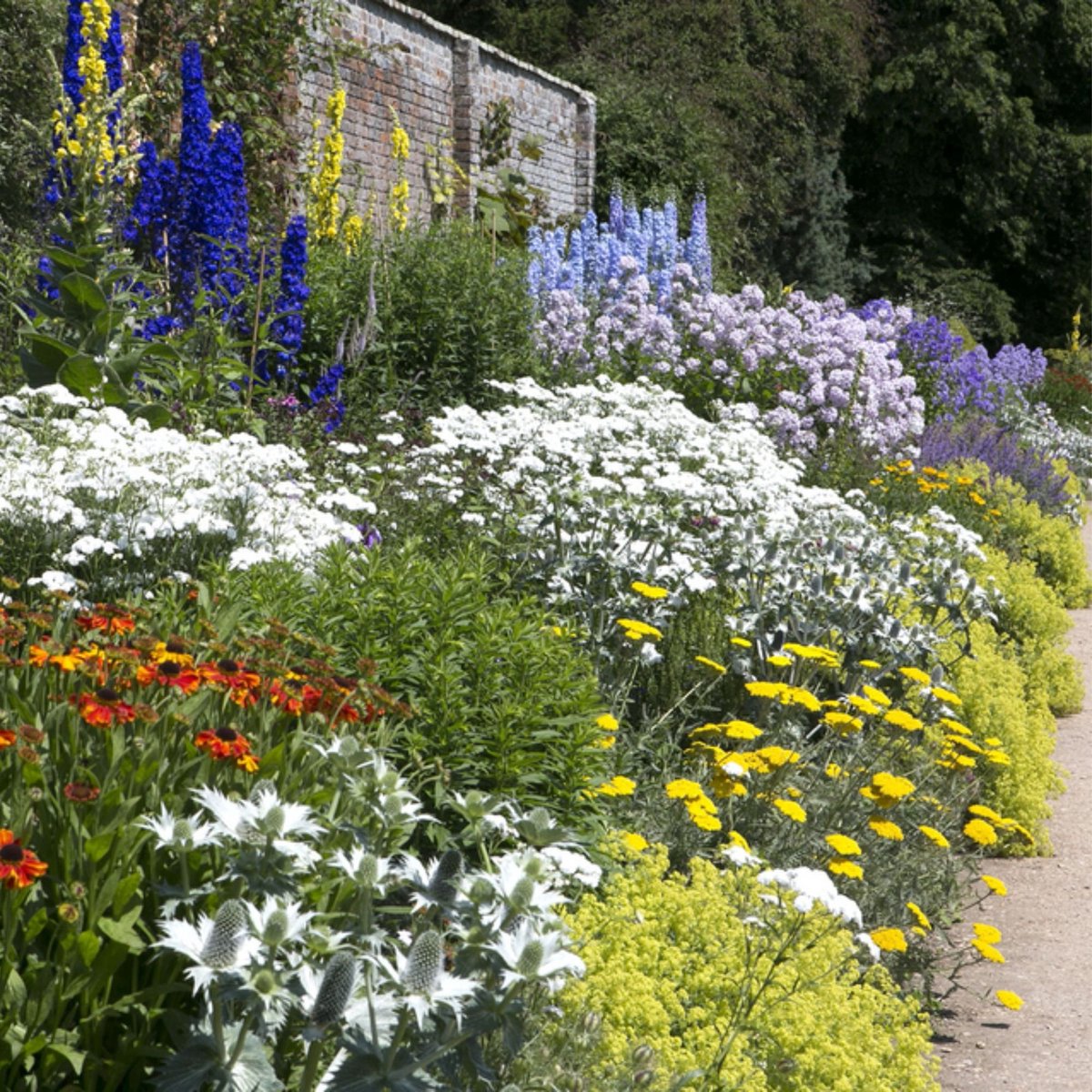 Tuinborder Wit, Blauw & Geel - Modeste Herwig - Bijen-Vlinders - Bodembedekkers - Geurend - Snijbloemen - Vaste planten