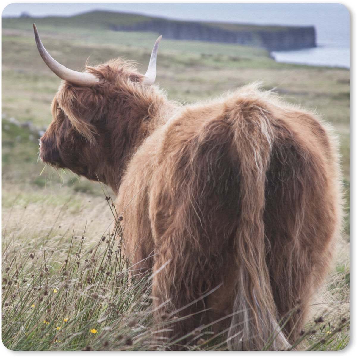 Muismat 20x20 cm - Mousepad Schotse Hooglander - Natuur - Zee - Muismatten