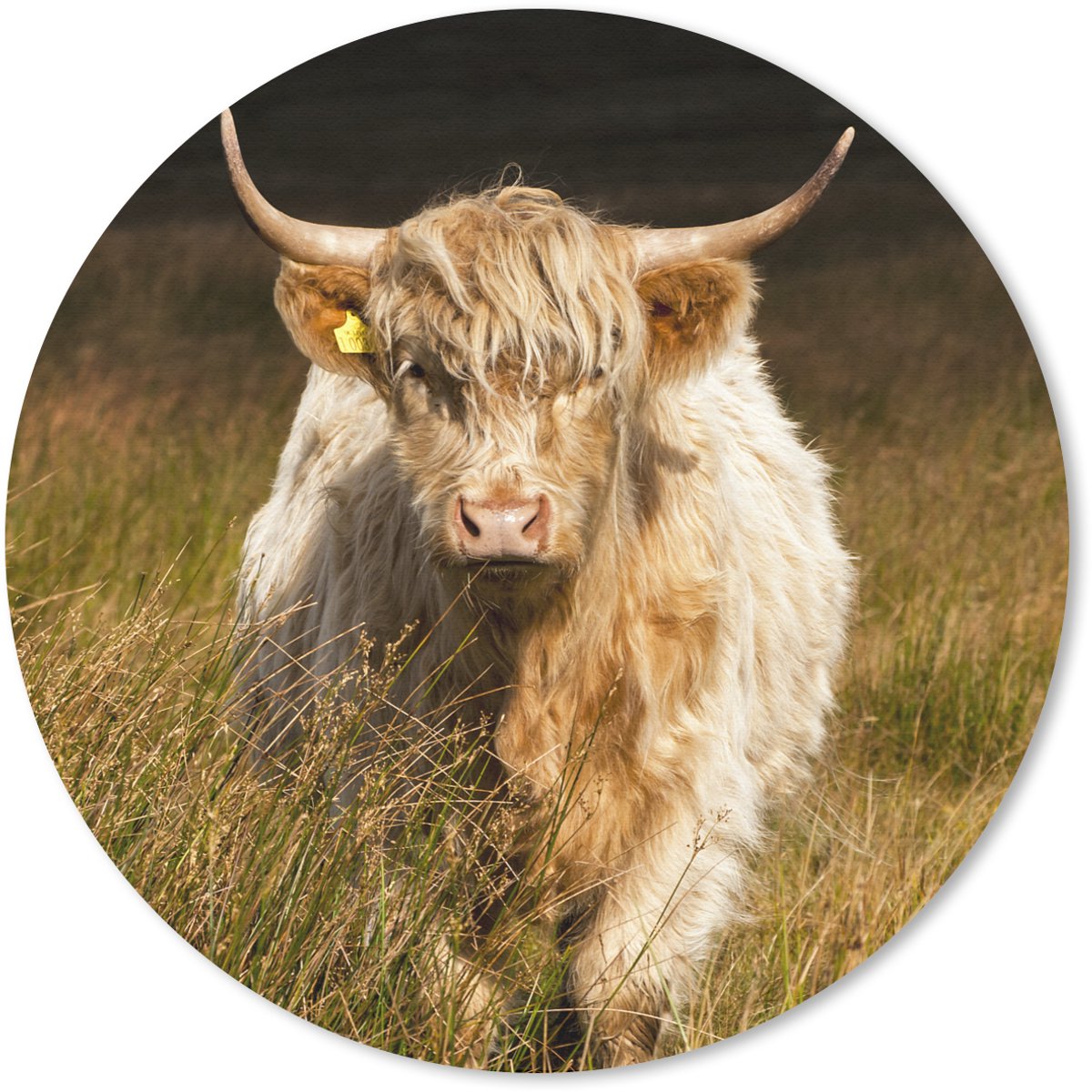 Muismat rond 20x20 cm - Mousepad Schotse Hooglander - Licht - Gras - Dieren - Ronde muismatten