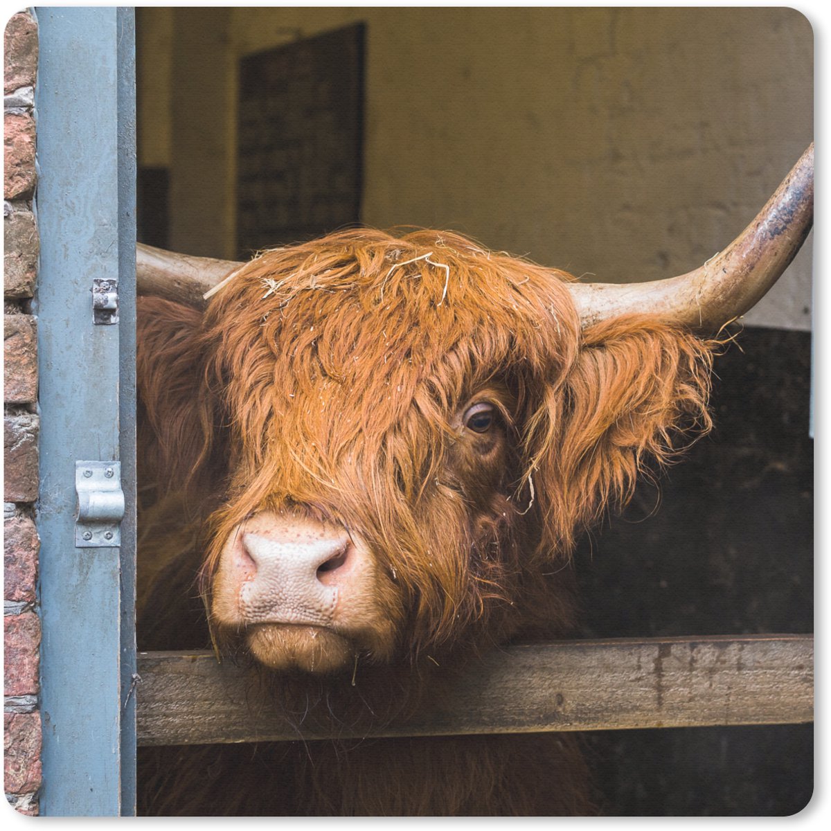 Muismat 30x30 cm - Mousepad Schotse Hooglander - Boerderij - Schuur - Muismatten