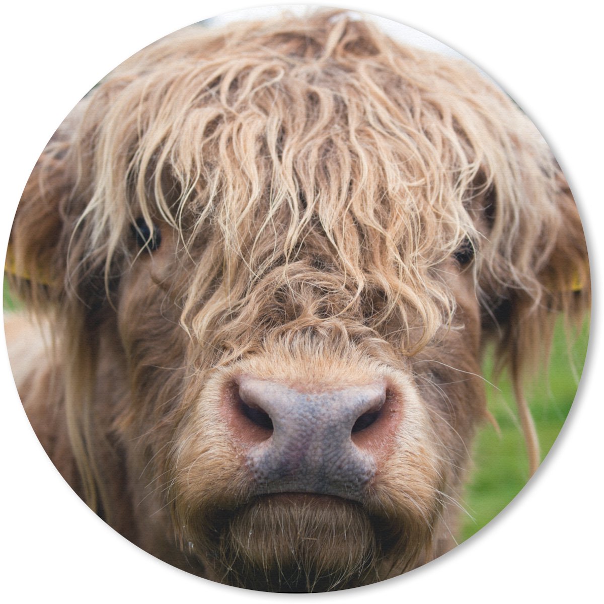Muismat rond 40x40 cm - Mousepad Schotse Hooglander - Gras - Bos - Ronde muismatten