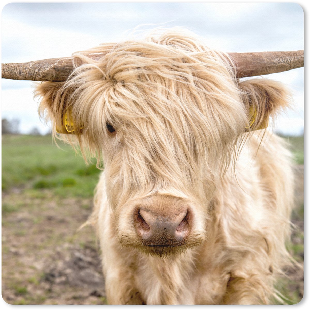 Muismat XXL 80x80 cm - Bureau onderlegger - Bureau mat Schotse hooglander - Licht - Landschap - Bureaumat - Gaming mousepad xl - Bureaulegger groot - Computer deskmat