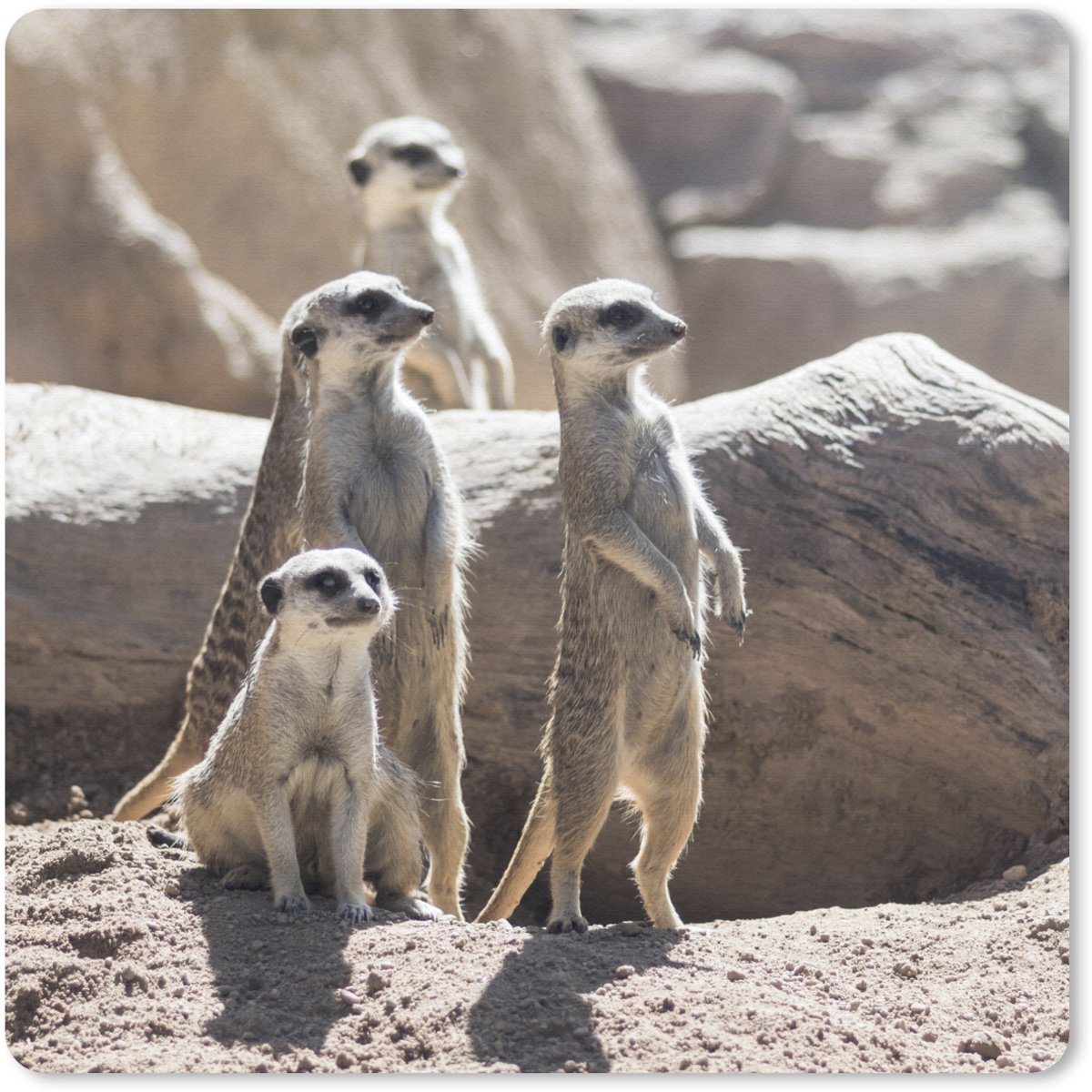 Muismat 30x30 cm - Mousepad Familie - Stokstaartjes - Dieren - Muismatten