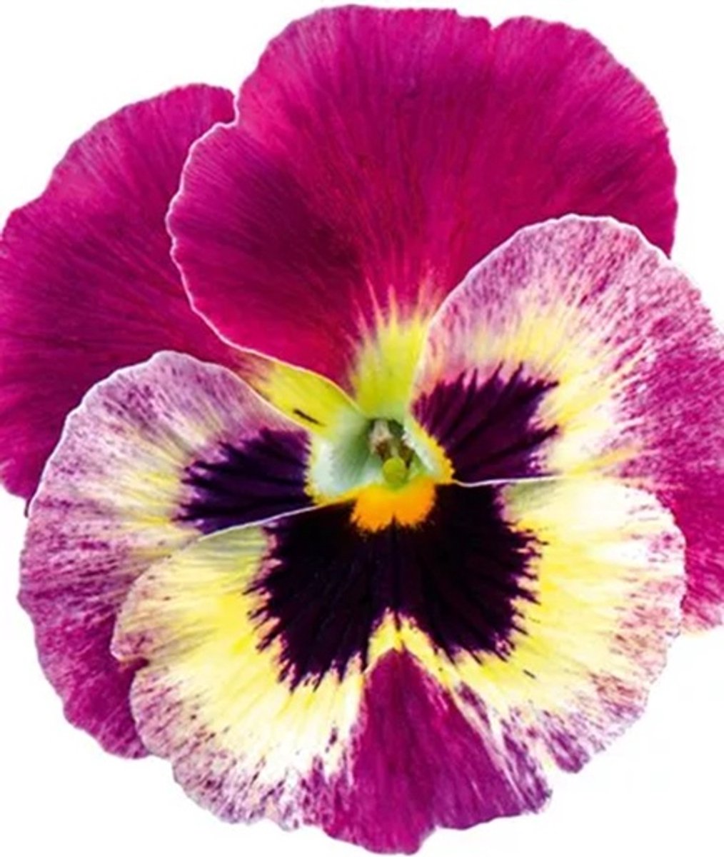 Viola x wittrockiana Carneval® F1 Burgundy Vanilla Face