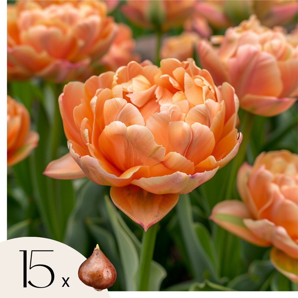 Plant in a Box - Tulpenbollen - Set van 15 - Tulipa 'Copper Image' - Bloembollen