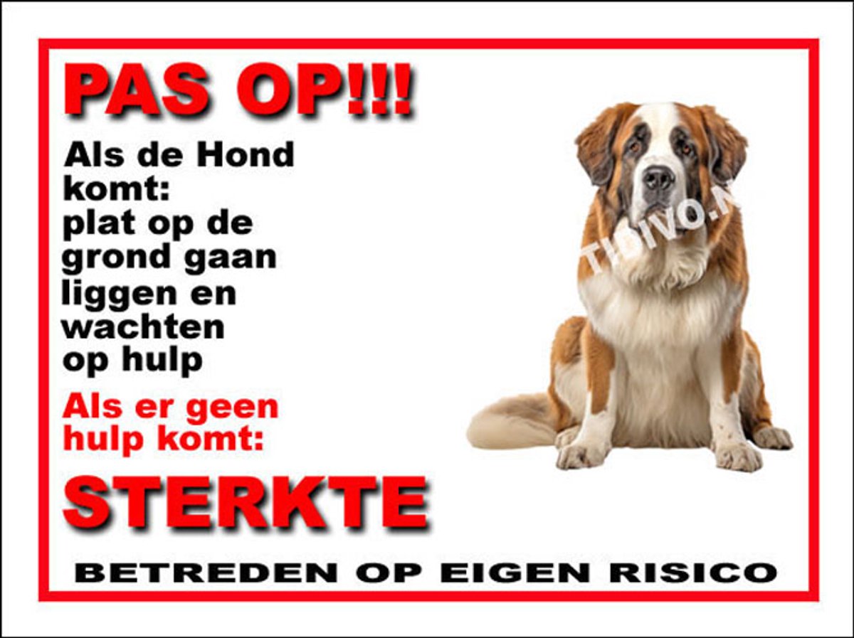 Sint Bernard 12