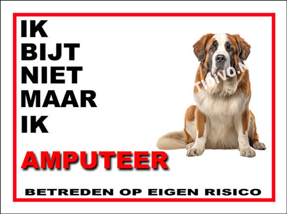 Sint Bernard 5