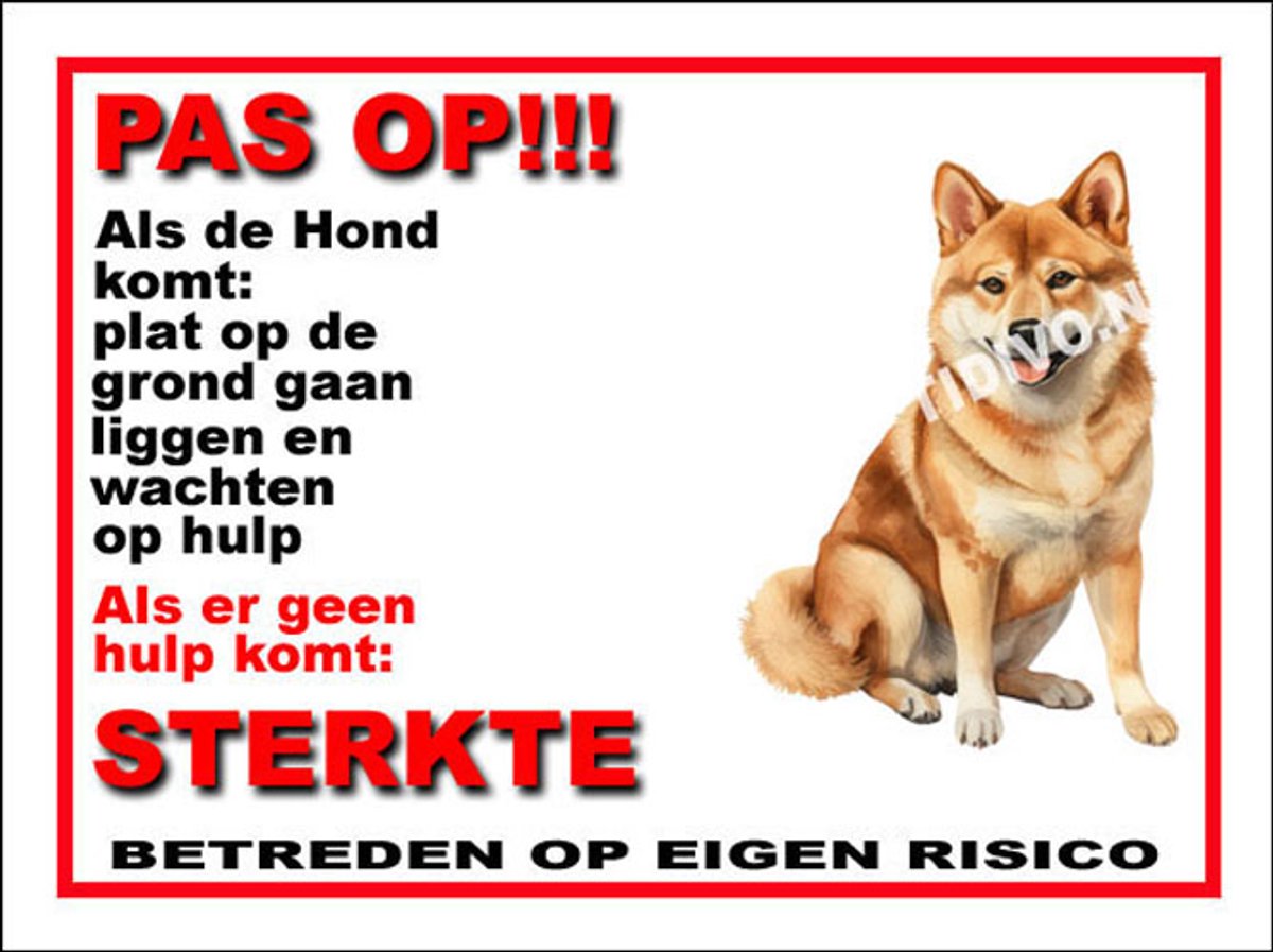 Shiba 12