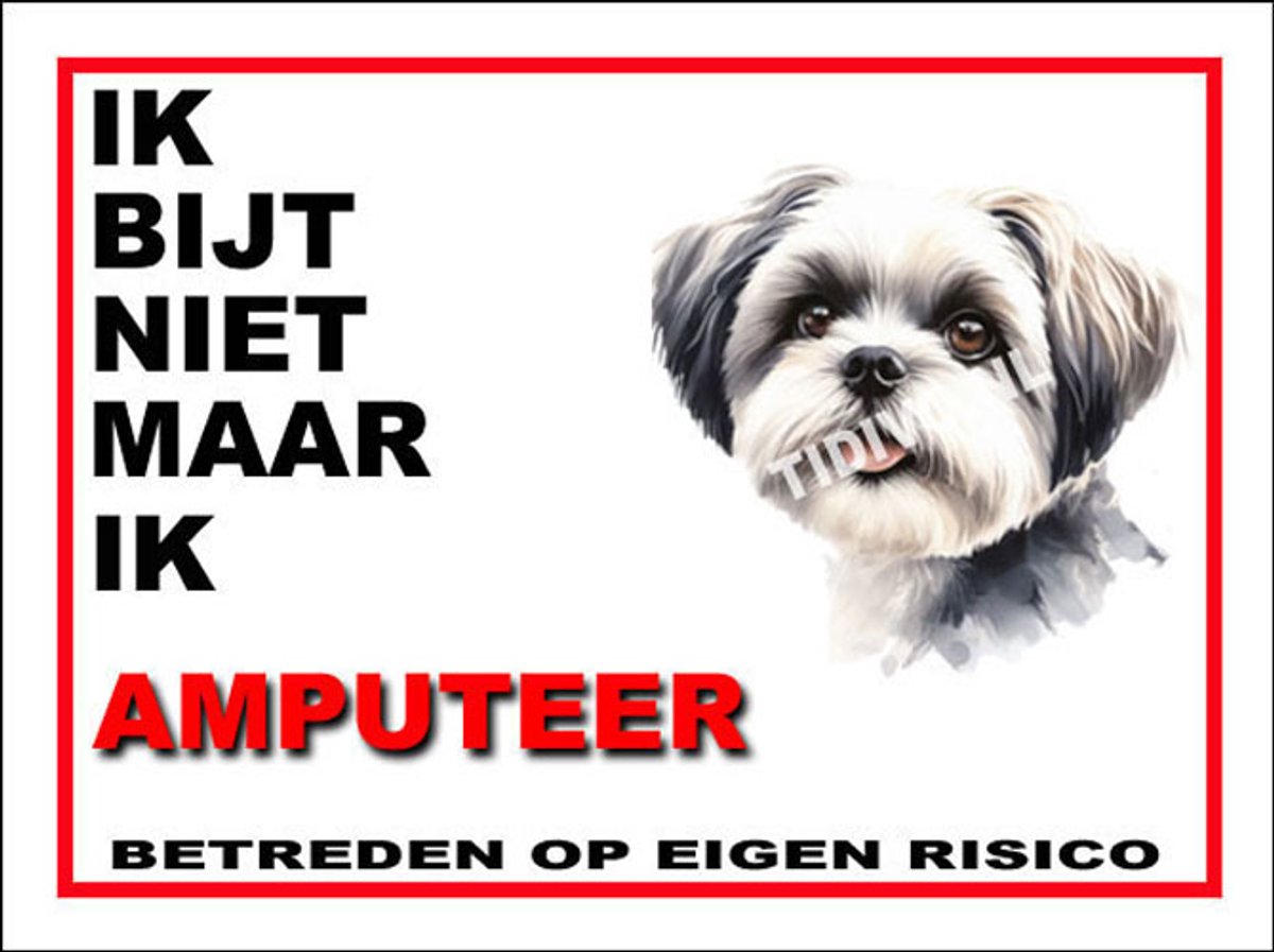 Shih Tzu 5