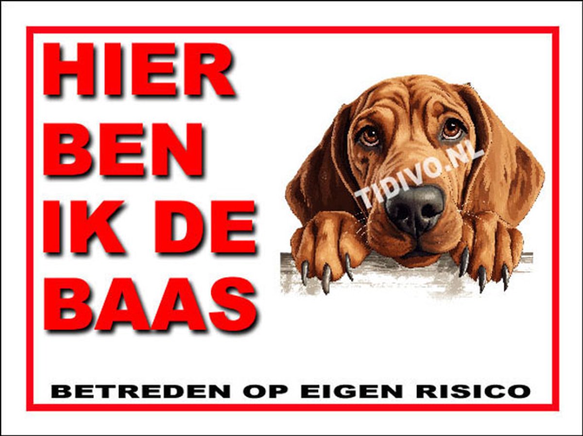 Redbone Coonhound 2