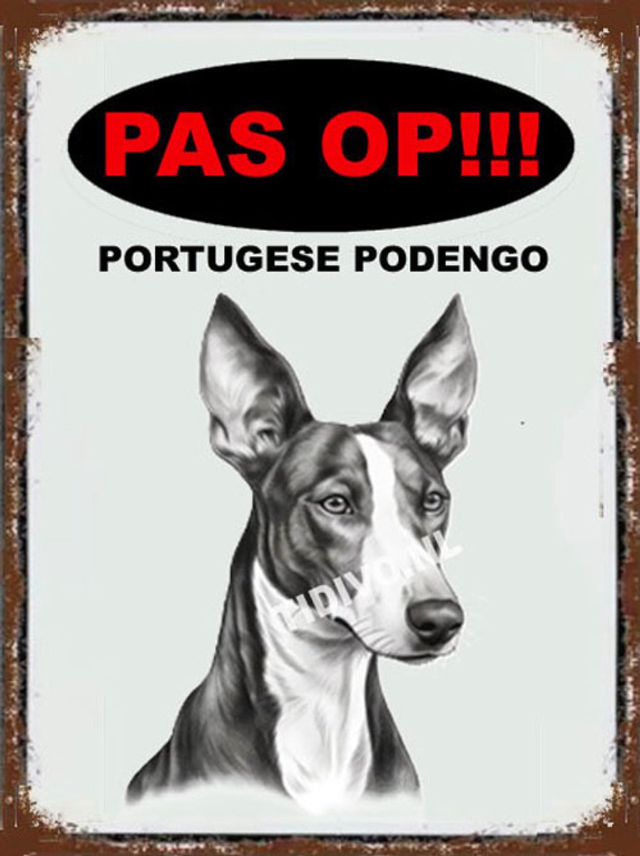 Podengo 17