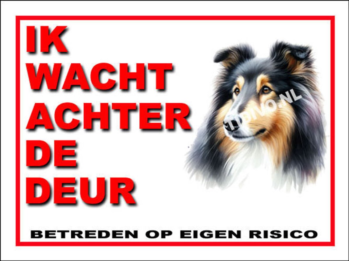 Schotse Collie 10